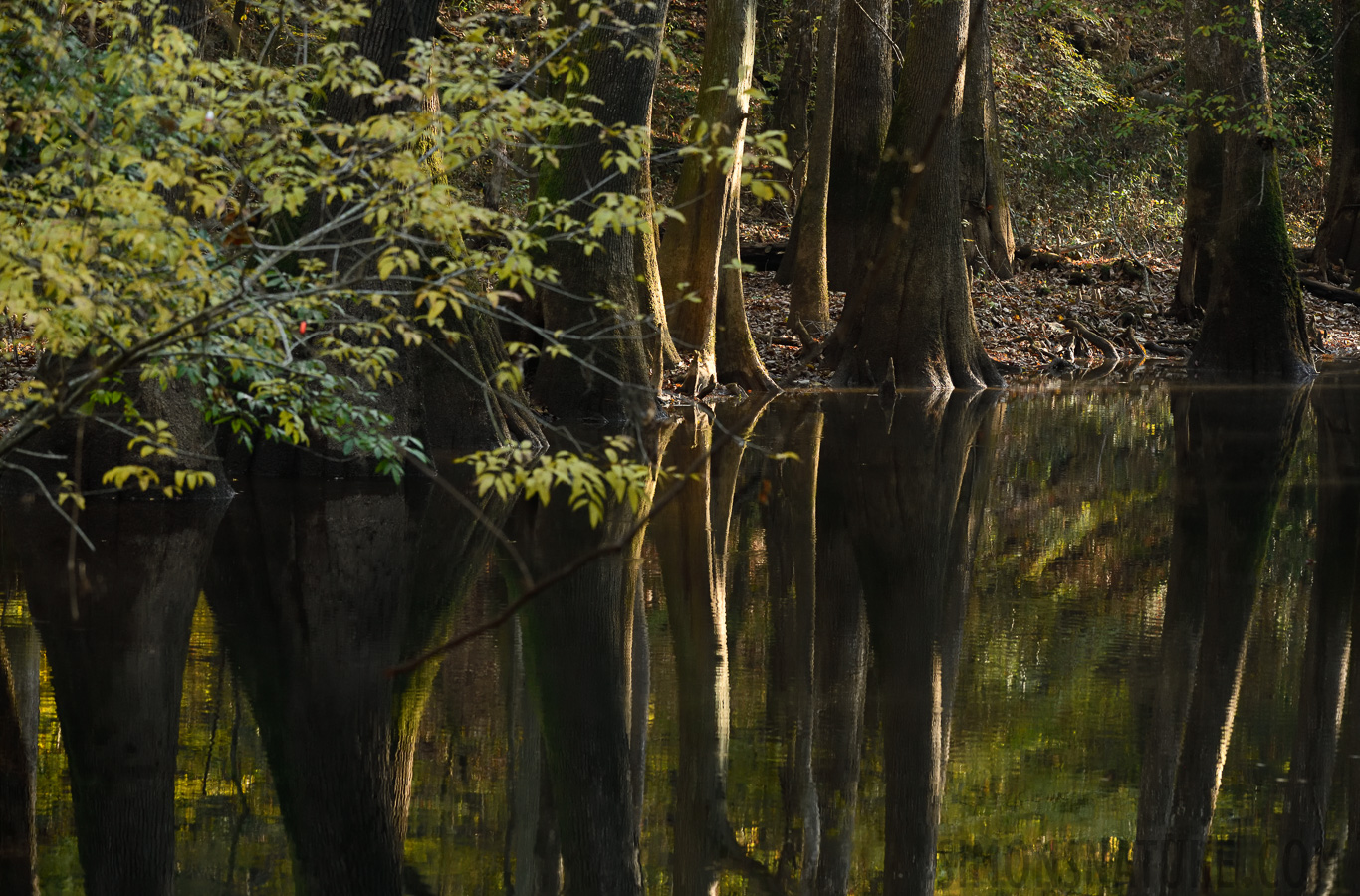 South Carolina [200 mm, 1/125 sec at f / 7.1, ISO 1600]